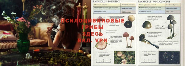 индика Алексеевка